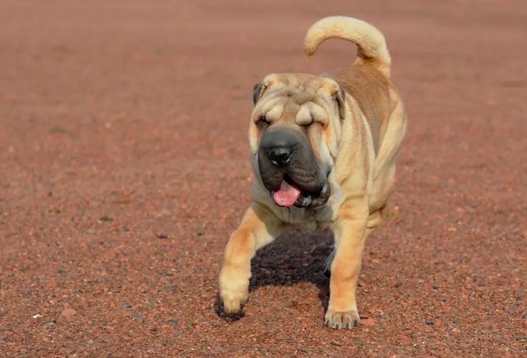 Shar Pei: Un Perro Único por Dentro y por Fuera