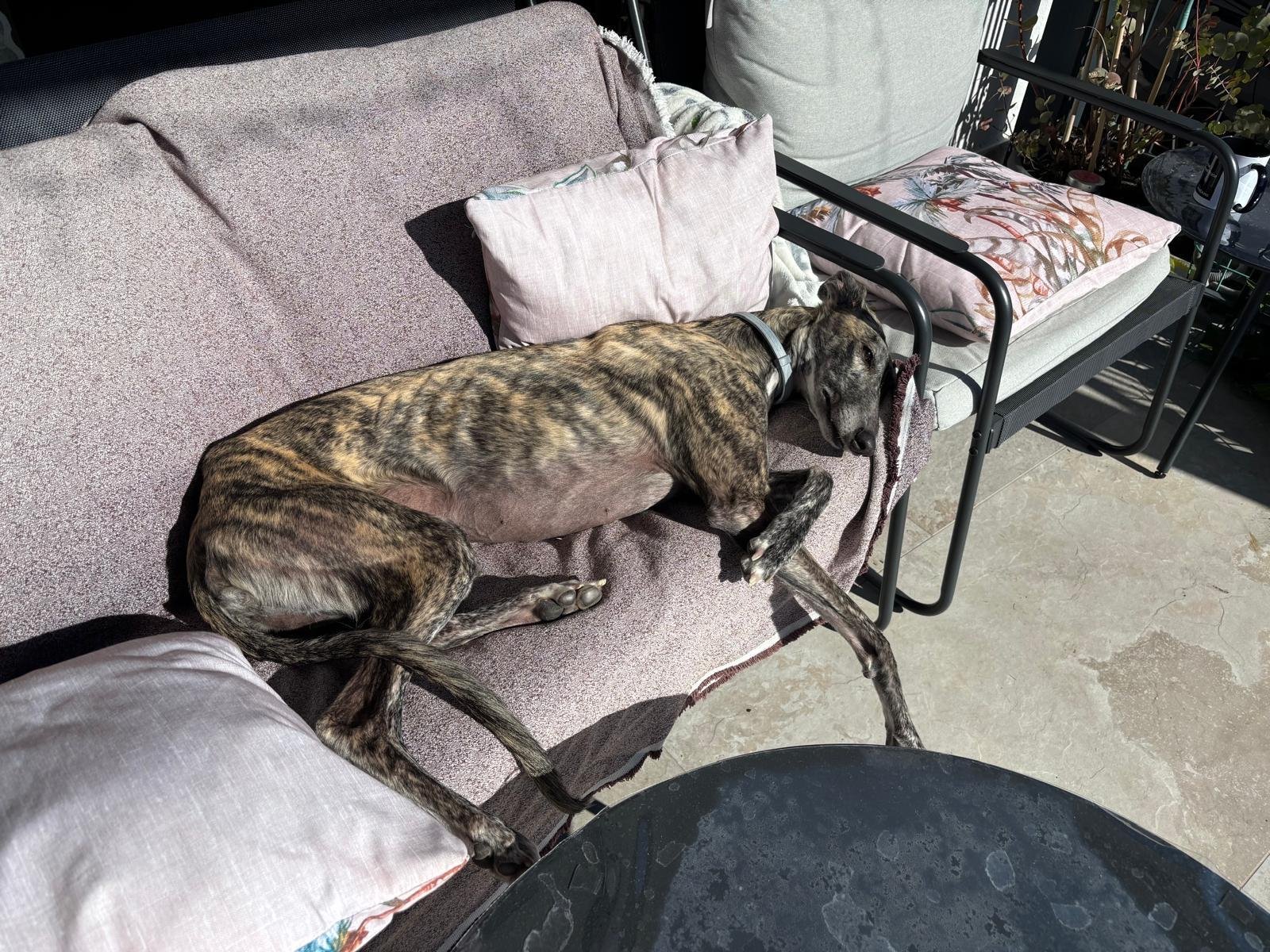 El Galgo: Un Perro Elegante y Noble