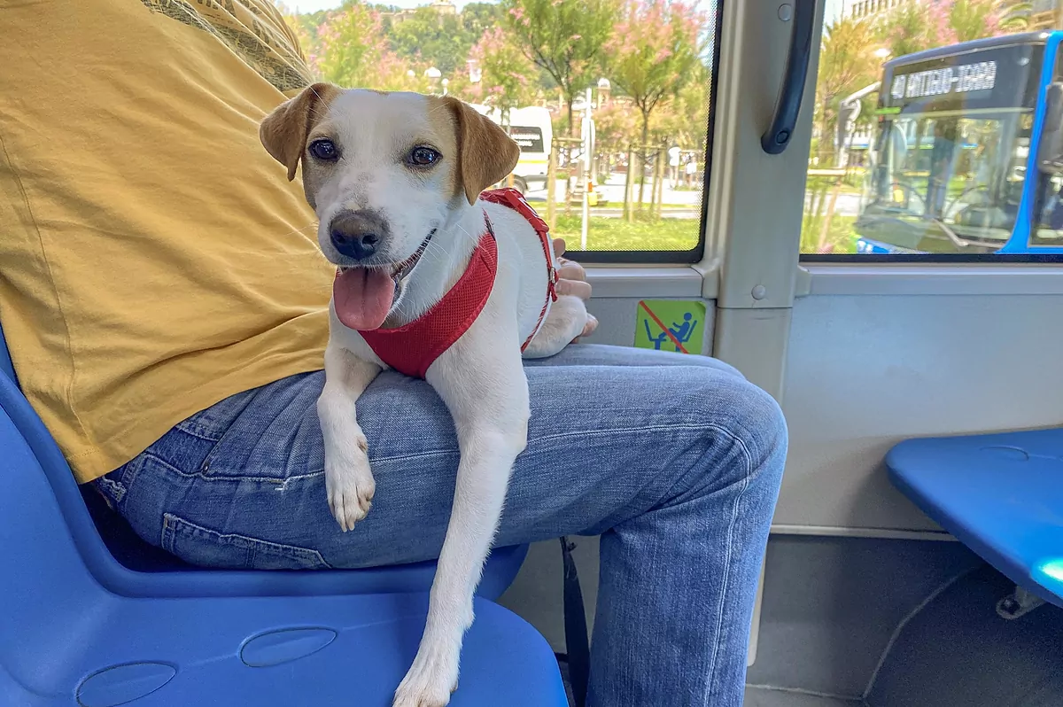 🚇 Normas para Llevar Mascotas en el Transporte Público en España