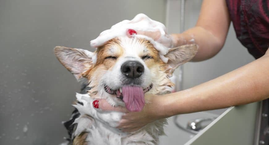 🛁 ¿Cada Cuánto Debes Bañar a Tu Perro? Depende de su Raza