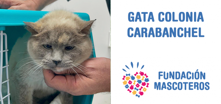 Gata Colonia Carabanchel