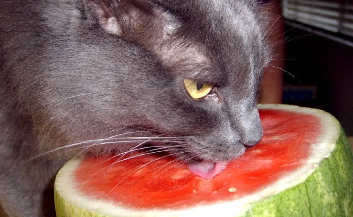 🐱 ¿Qué Frutas Pueden Comer los Gatos Sin Riesgo?