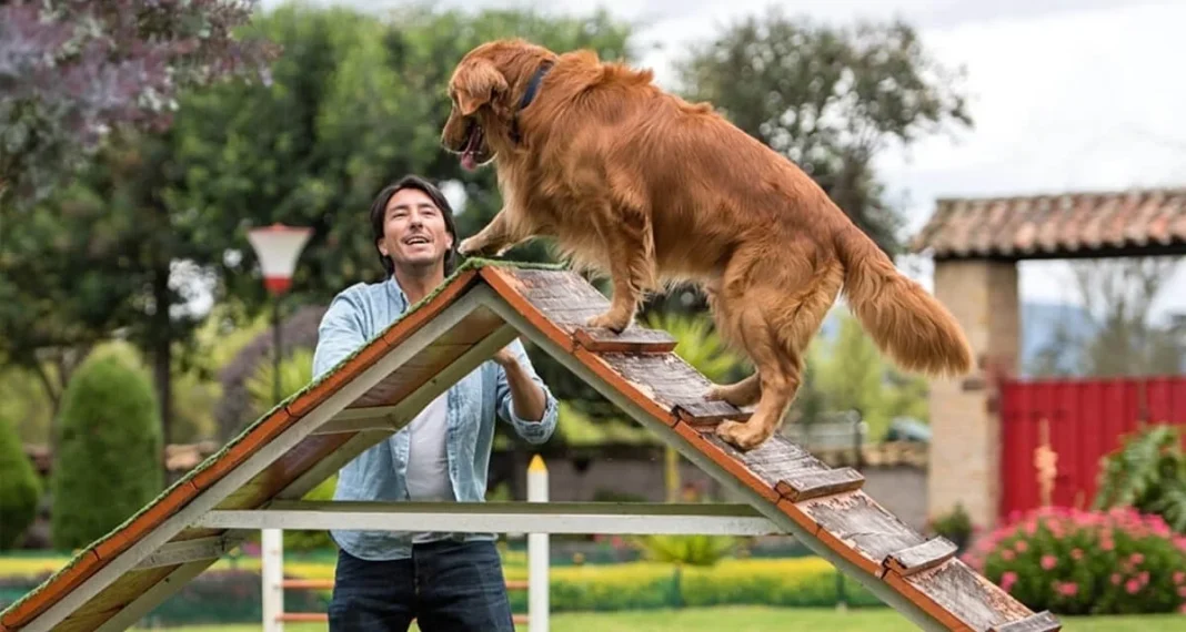 🎓 Formación para Ser Cuidador Profesional de Mascotas en España (2025)
