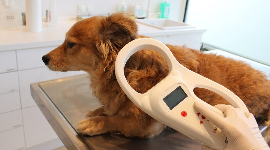 🐾 ¿Cómo Registrar a tu Mascota en tu Comunidad Autónoma?
