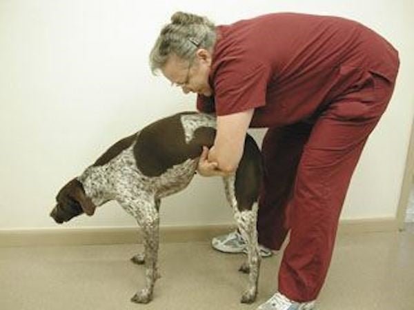 🐶 ¿Qué Hacer si tu Perro se Atraganta?