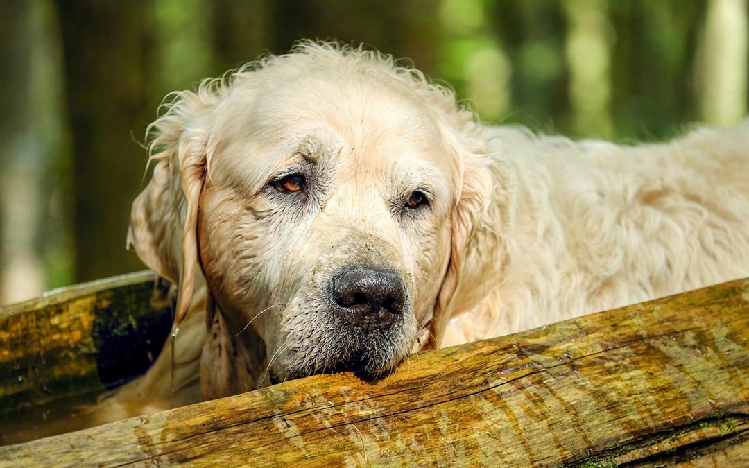 🐾 Principales Enfermedades en Perros Mayores: Lo Que Debes Saber