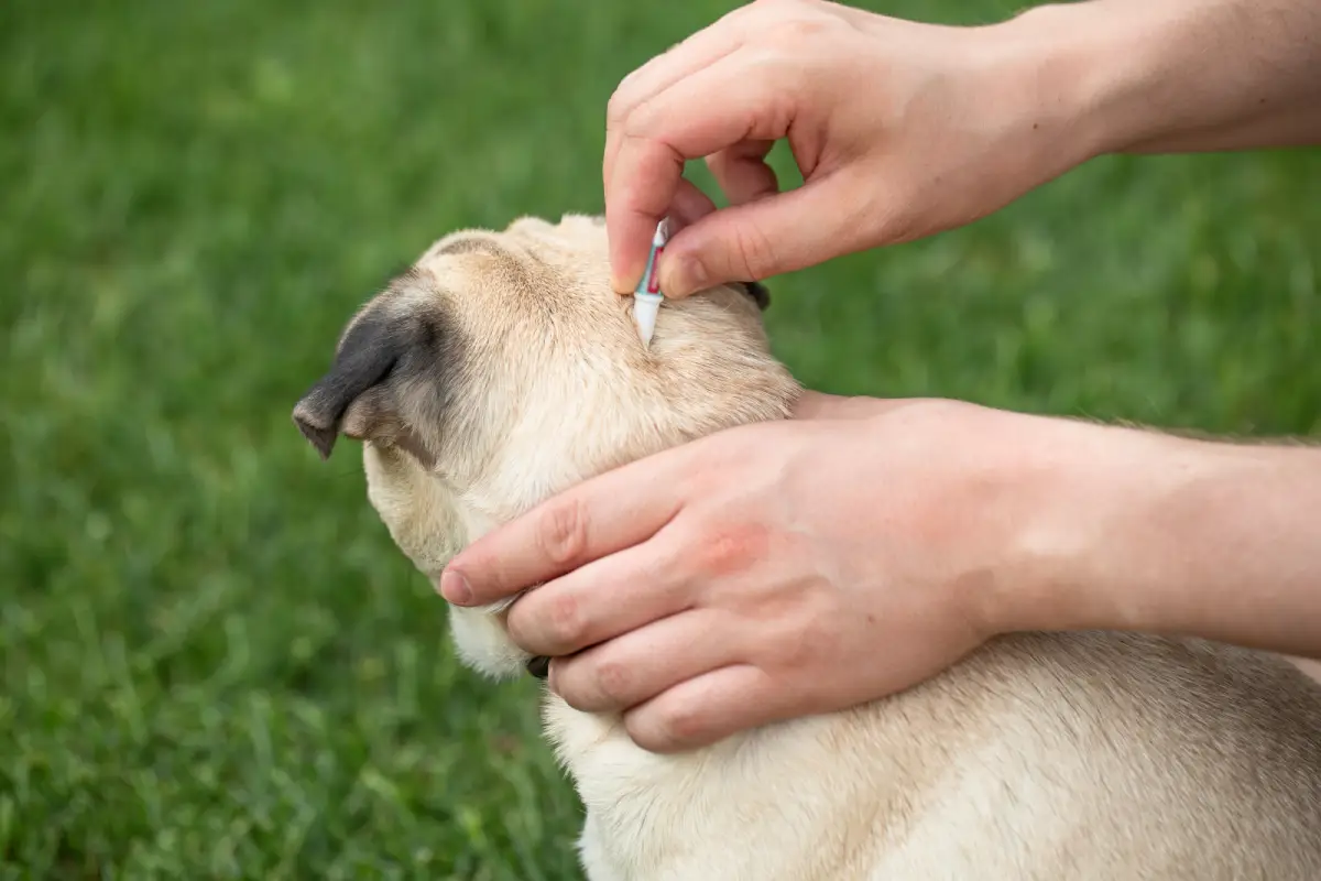 🐾 Cómo Proteger a Tu Mascota de Pulgas y Garrapatas