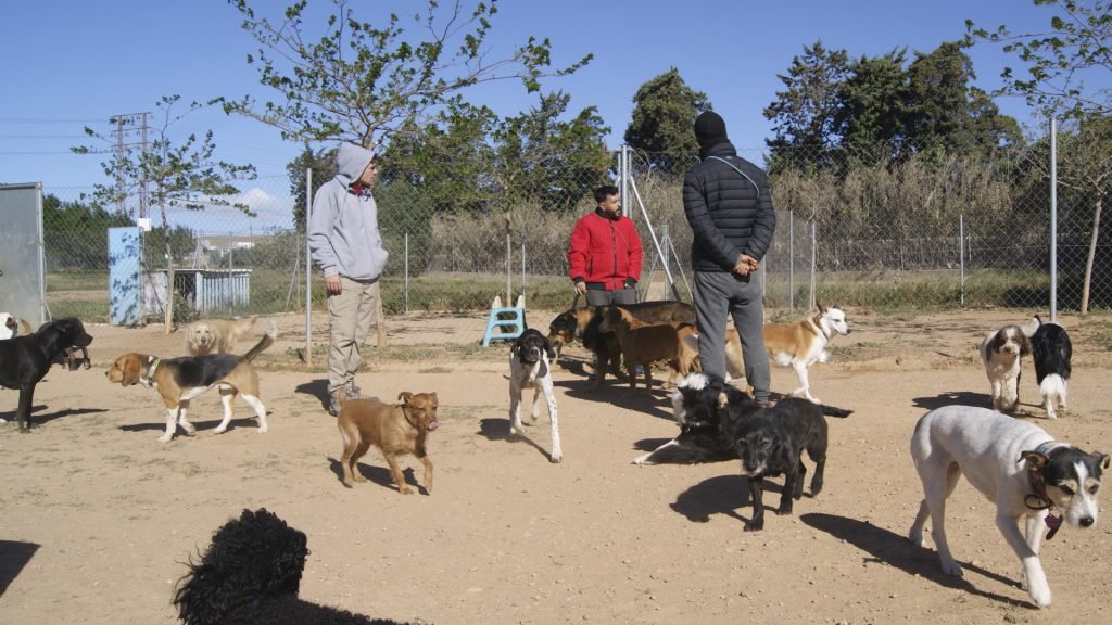 🏡 ¿Qué es una residencia para perros?