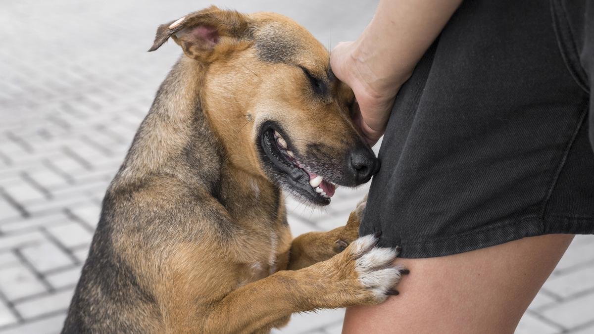 🐶 ¿Qué Cambia con la Nueva Ley de Bienestar Animal para los Dueños de Perros?
