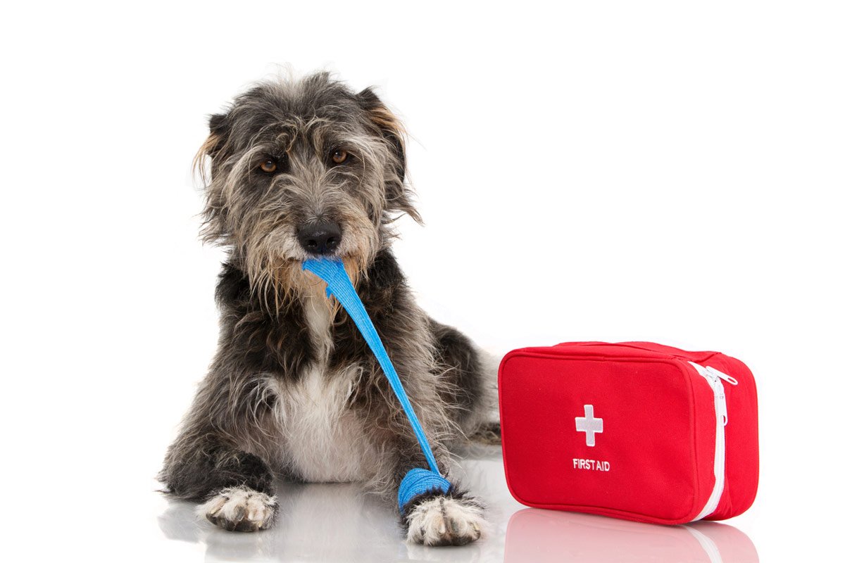🚑 Guía Rápida de Primeros Auxilios para Mascotas