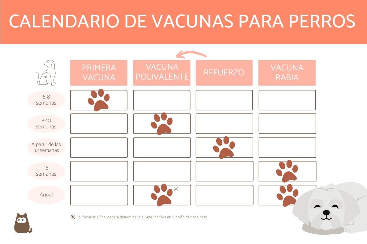 💉 Calendario de Vacunas para Perros y Gatos: Protege su Salud