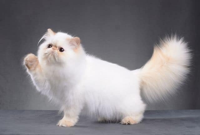 🐱 Cuidados Especiales para Gatos de Raza Persa