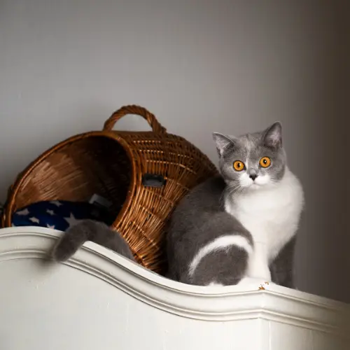 🐱 Organiza el Día de tu Gato: Comida, Juego y Descanso en Armonía