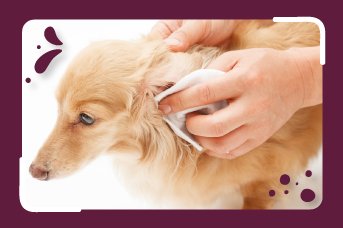 🧼 Cómo Limpiar los Oídos y Ojos de tu Mascota de Forma Segura