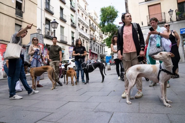 🏙️ Paseos Urbanos Recomendados en Madrid para Mascotas