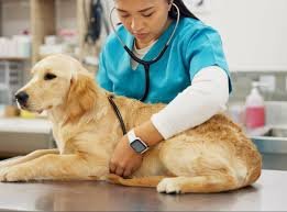 🩺 Importancia de los Chequeos Veterinarios Anuales en Mascotas