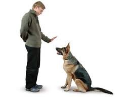 🐶 Cómo Enseñar a tu Perro a Sentarse en 5 Pasos