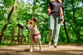 🚫 Errores Comunes al Adiestrar a tu Mascota (¡Y Cómo Evitarlos!)