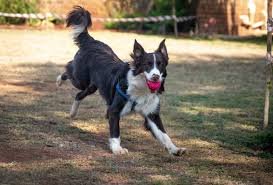 🐕 Rutinas Saludables para Perros Activos: Clave para una Vida Equilibrada