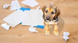 🐶📋 ¿Qué Cubren los Seguros para Mascotas?