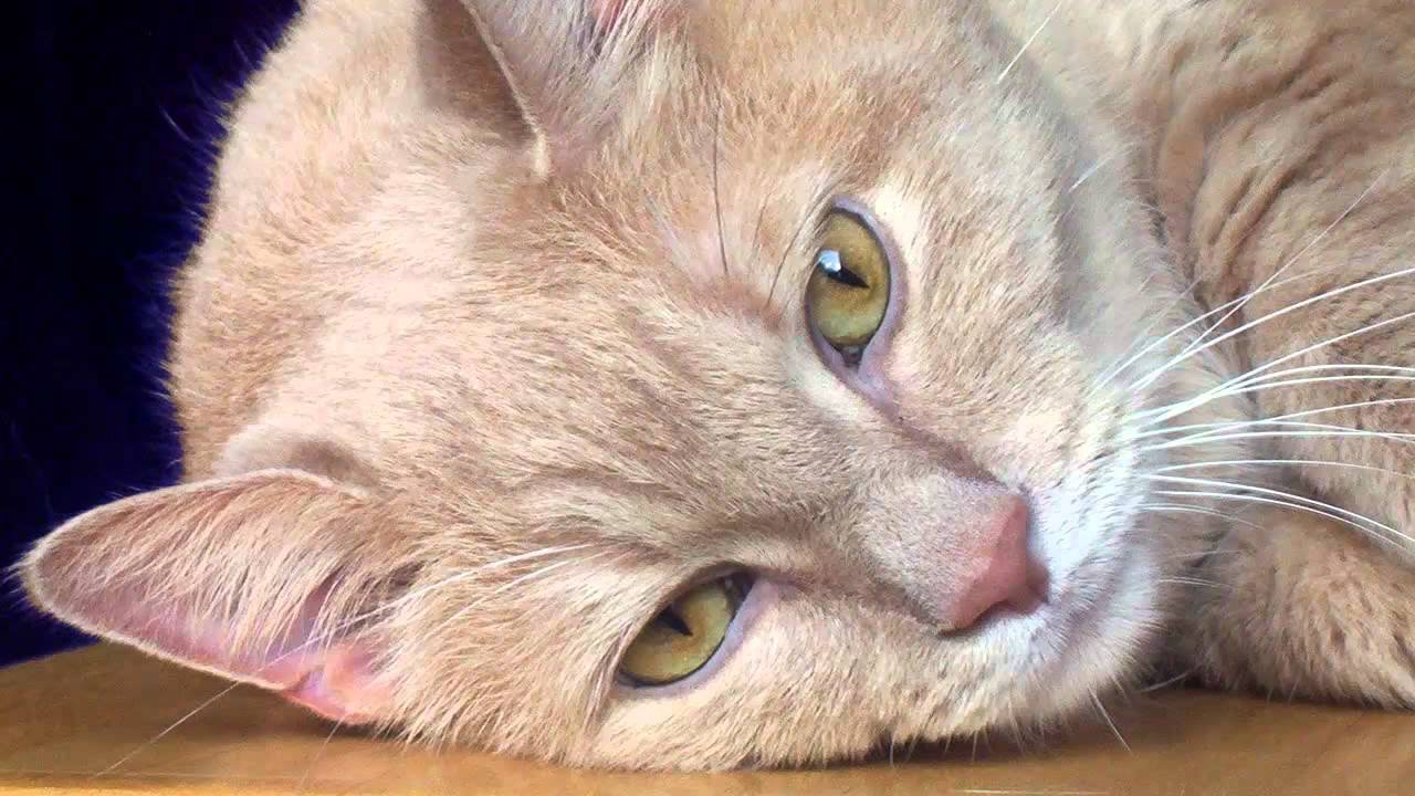 🐱 Cómo Interpretar los Maullidos de Tu Gato: Aprende a Entender su Lenguaje