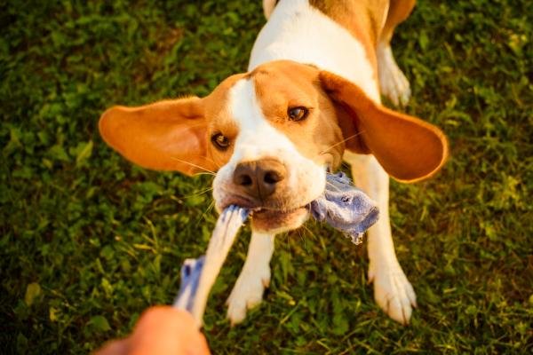 🎾 5 Juegos Caseros para Perros Activos