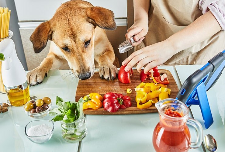 🐶 ¡Cuidado! 10 Alimentos Peligrosos para Perros que Debes Evitar