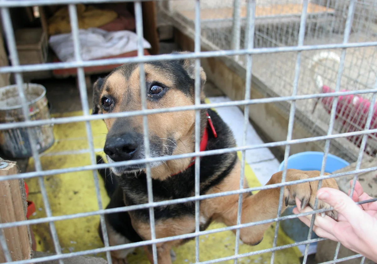 🐾 Ferias de Adopción Destacadas en España – 2025