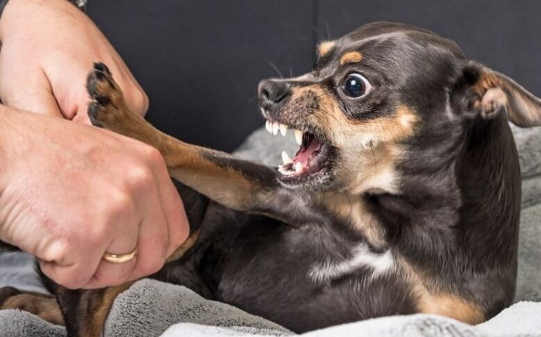 ⚠️ Cómo Corregir la Agresividad en Perros de Forma Segura y Efectiva