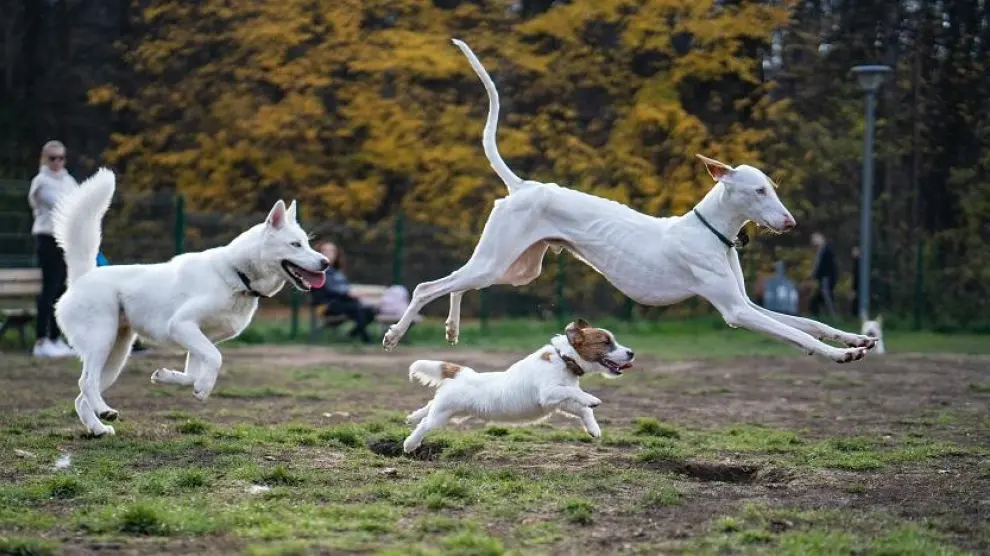 🐾 Eventos Solidarios y Actividades Caninas en España – 2025