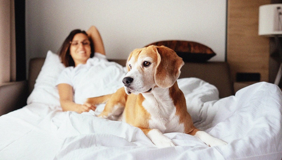 🏨 Hoteles de Lujo Pet-Friendly