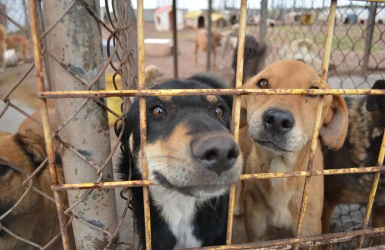 🐾 Diferencias Entre Adoptar y Comprar una Mascota