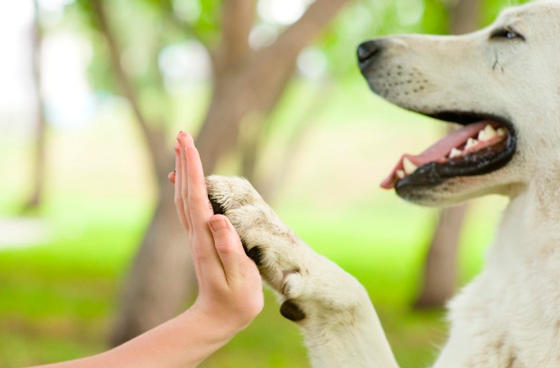 🐾 Derechos de los Animales en España