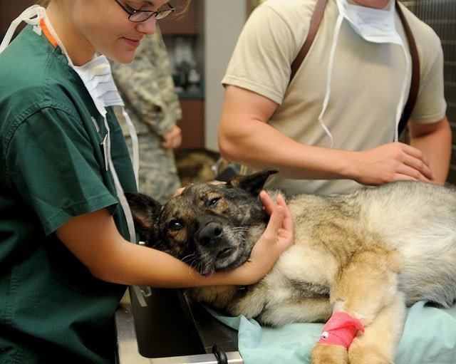 🆘 Clínicas Veterinarias 24h: ¿Cuándo Acudir de Urgencia?